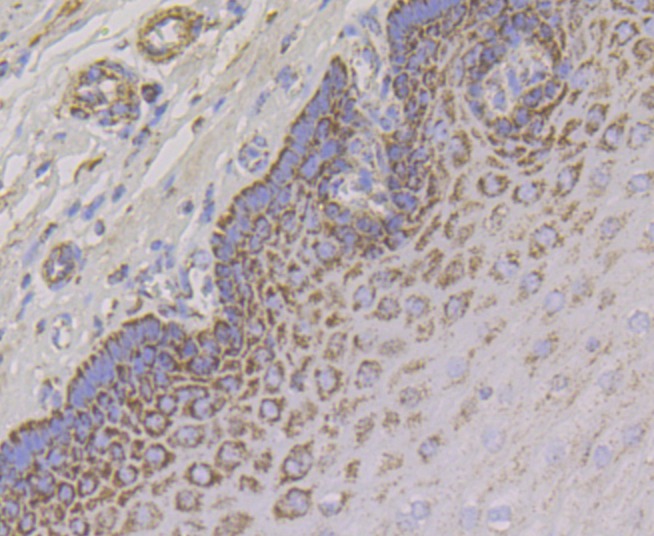 Anti-Aconitase 2 Antibody (9R777)