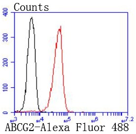Anti-ABCG2 Antibody (4D379)