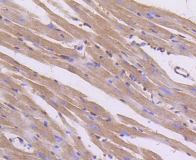Anti-AKT1/2/3 Antibody (8U152)