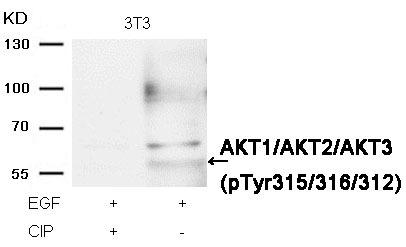 Anti-Phospho-AKT1/2/3 (Tyr315/316/312) Polyclonal Antibody