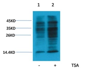 Anti-Acetyl-Lysine Polyclonal Antibody