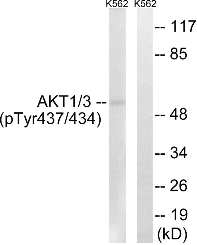 Anti-Phospho-AKT1/3 (Tyr437/434) Polyclonal Antibody