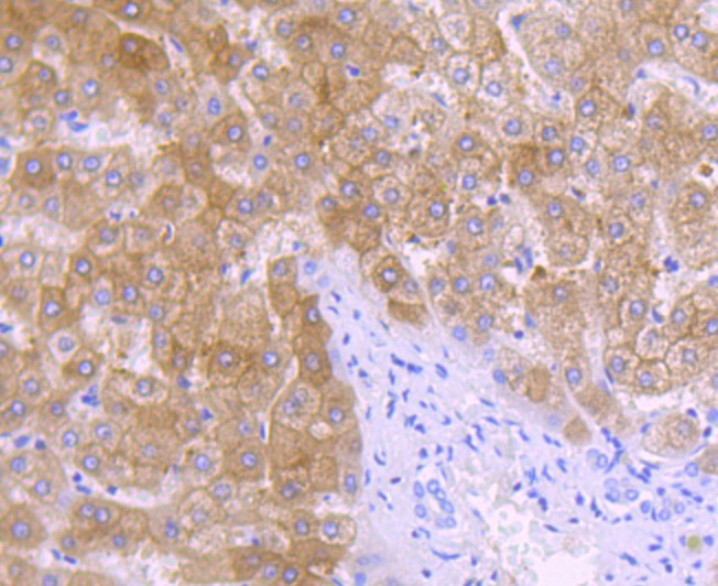 Anti-ALDH1L1 Antibody (2P748)