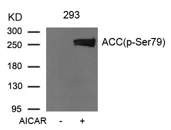 Anti-Phospho-ACACA (Ser79) Polyclonal Antibody