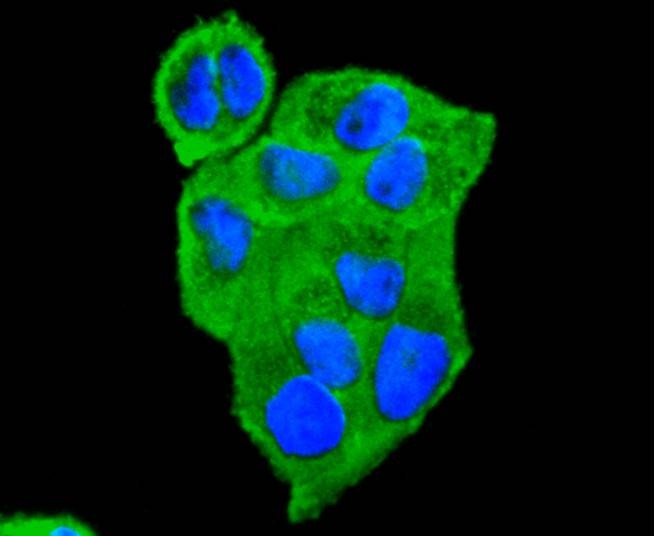 Anti-14‑3‑3 theta/YWHAQ Antibody (5O606)