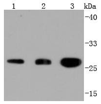 Anti-14-3-3 beta/alpha Antibody (7X437)