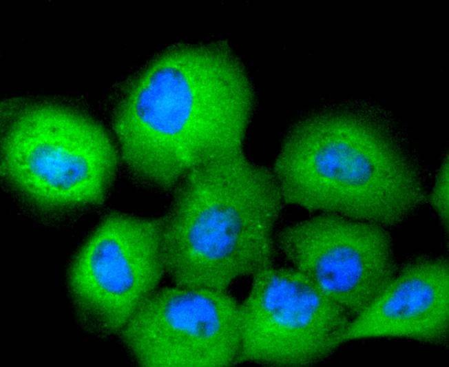Anti-14‑3‑3 theta/YWHAQ Antibody (5O606)