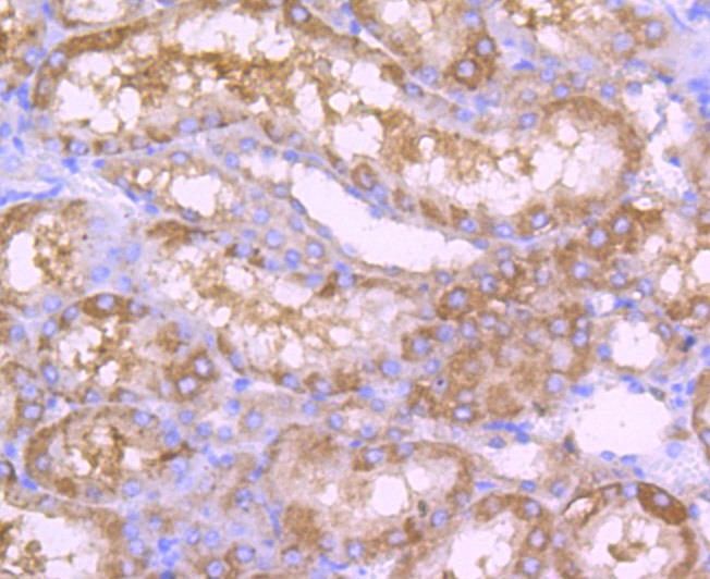 Anti-ALDH1L1 Antibody (2P748)