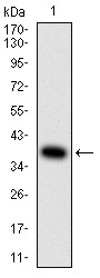 Anti-AMY1A Antibody (3A532)