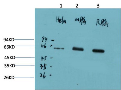 Anti-AMPK α1 Antibody (6X568)