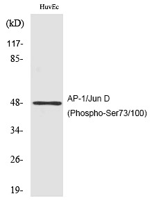 Anti-Phospho-JUN (Ser73, 100) Polyclonal Antibody