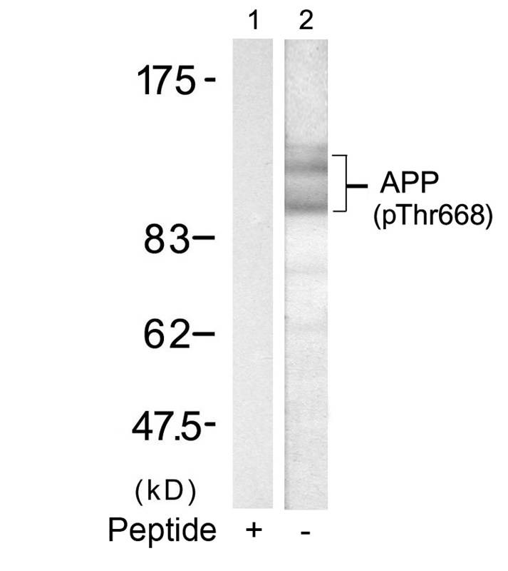 Anti-Phospho-APP (Thr668) Polyclonal Antibody