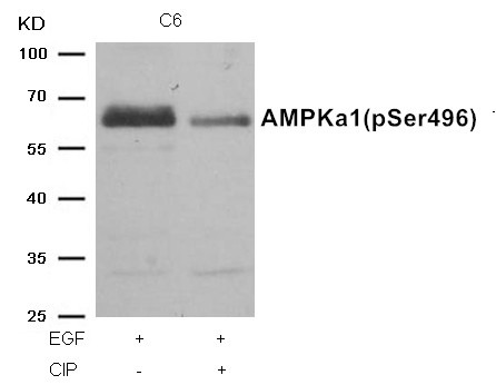 Anti-Phospho-AMPK α1 (Ser496) Polyclonal Antibody 2