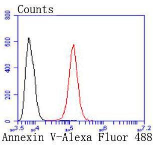 Anti-Annexin V/ANXA5 Antibody (2Q736)