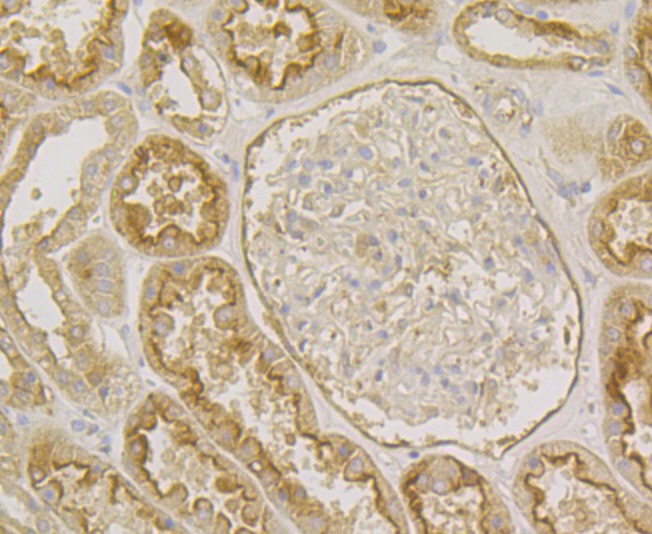 Anti-ANXA4 Antibody (3T392)