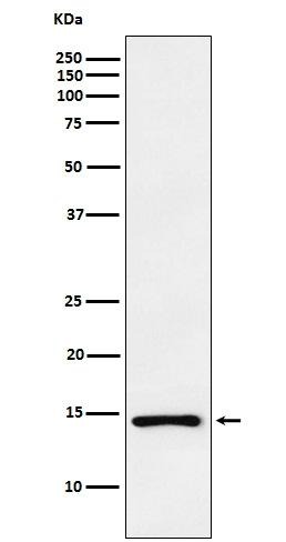 Anti-NPPA Antibody (2T124)