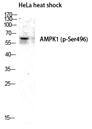 Anti-Phospho-AMPK α1 (Ser496) Polyclonal Antibody