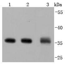 Anti-Annexin V/ANXA5 Antibody (2Q736)