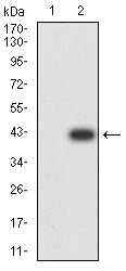 Anti-AP2 beta Antibody (6Y40)
