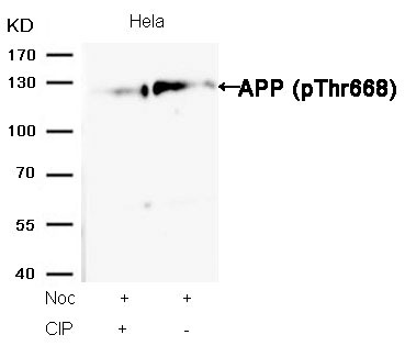 Anti-Phospho-APP (Thr668) Polyclonal Antibody