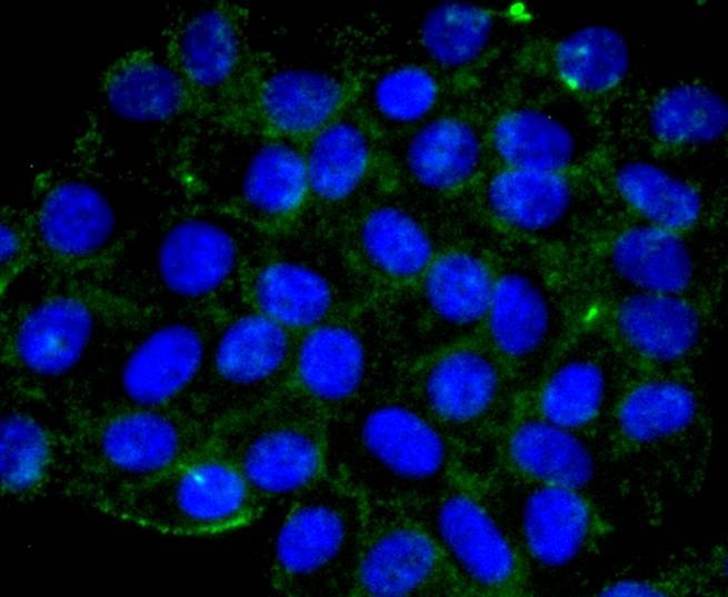 Anti-APC6 Antibody (1Q510)
