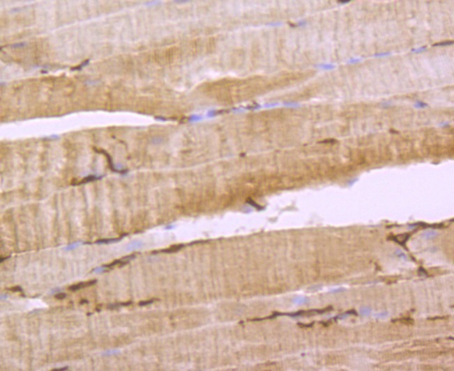 Anti-Aquaporin-1/AQP1 Antibody (3P252)