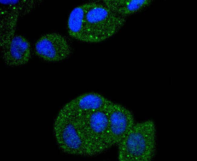 Anti-APC6 Antibody (1Q510)