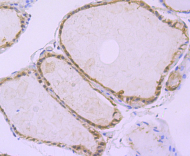 Anti-Apg3 Antibody (1O195)