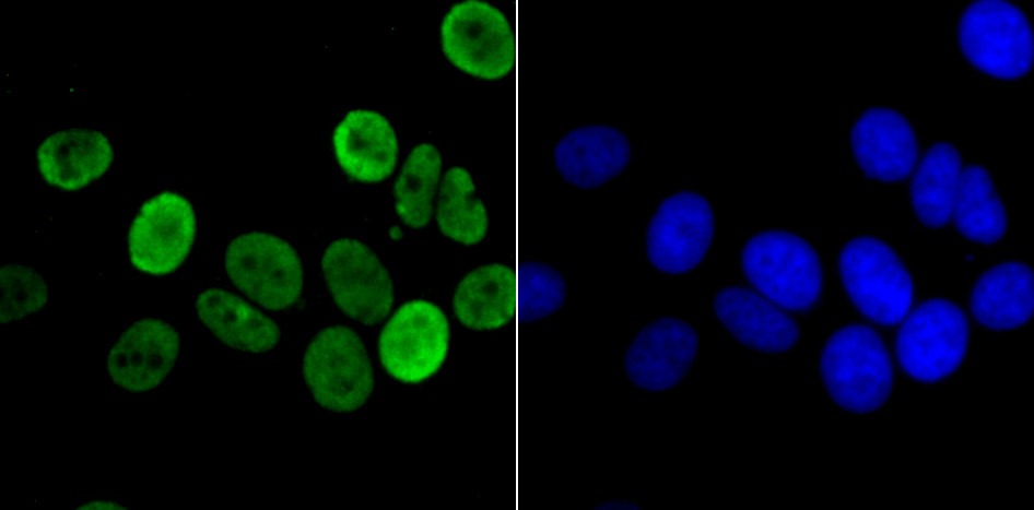 Anti-Apg3 Antibody (4A829)