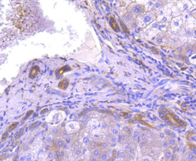 Anti-Apg7 Antibody (7C583)