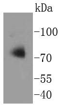 Anti-Apg7 Antibody (7C583)