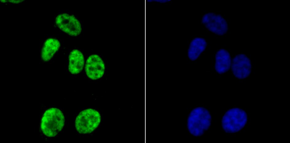 Anti-Apg3 Antibody (4A829)