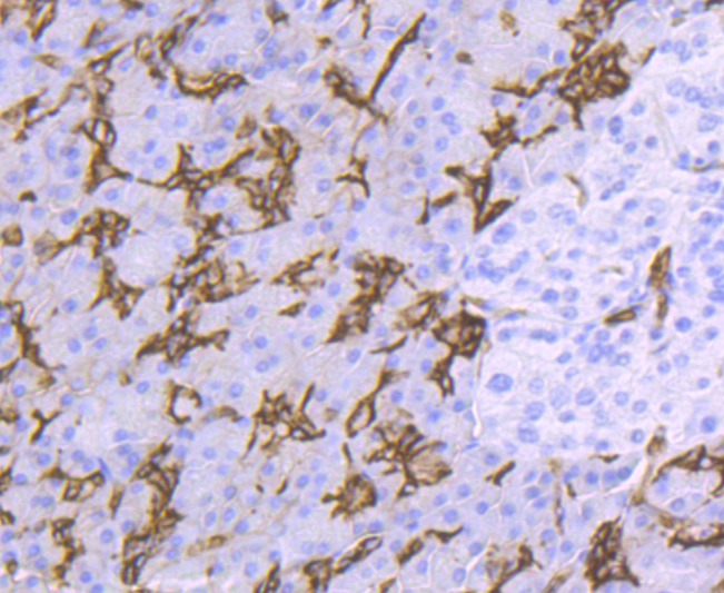 Anti-Aquaporin-1/AQP1 Antibody (3P252)