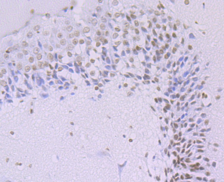 Anti-Apg3 Antibody (4A829)