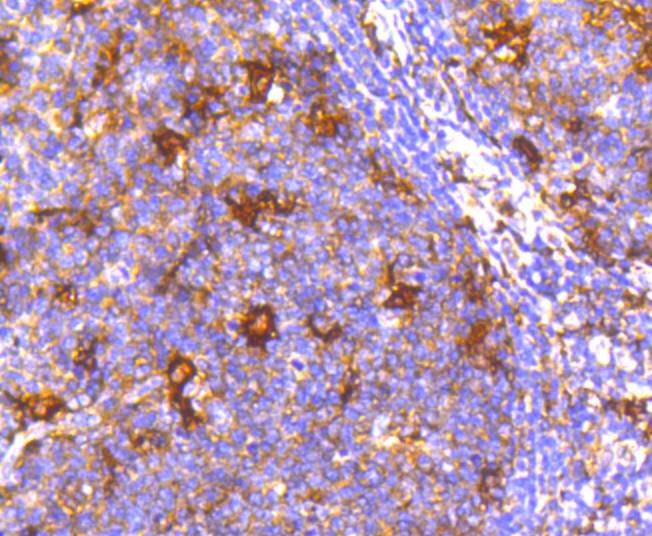 Anti-Apg7 Antibody (7C583)