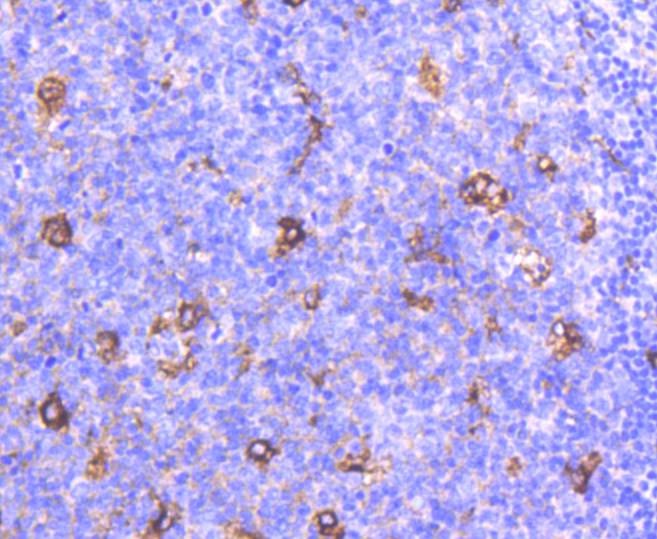 Anti-Apolipo E/APOE3 Antibody (7Q652)