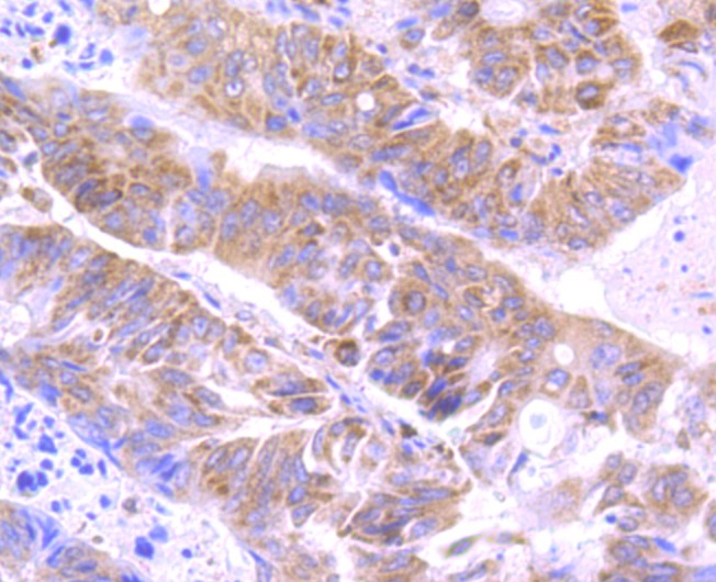 Anti-Apg3 Antibody (1O195)