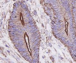 Anti-Beta-Actin Antibody (1R828)
