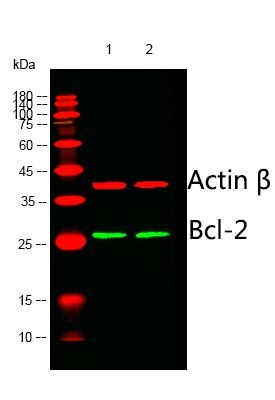 Anti-BCL2 Antibody (4G452)