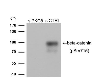 Anti-Phospho-CTNNB1 (Ser715) Polyclonal Antibody