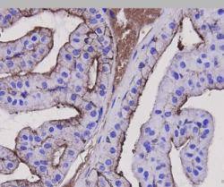 Anti-Beta-Actin Antibody (1R828)