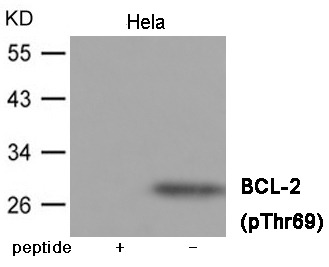 Anti-Phospho-BCL2 (Thr69) Polyclonal Antibody