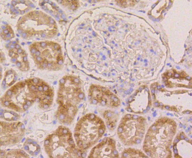 Anti-TUBB Antibody (7E2)