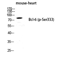 Anti-Phospho-BCL6 (Ser333) Polyclonal Antibody