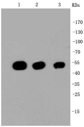 Anti-TUBB Antibody (7E2)