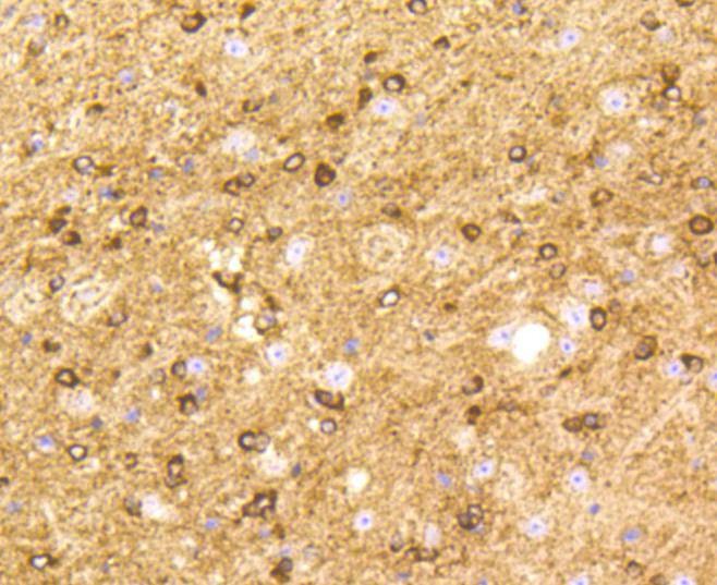 Anti-BDNF Antibody (4E523)