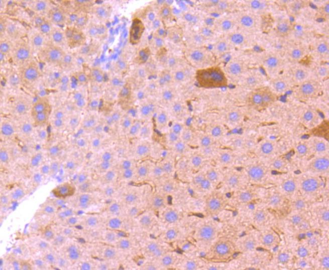 Anti-BCL2A1 Antibody (5Q732)