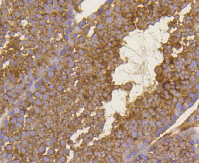 Anti-BDNF Antibody (4E523)