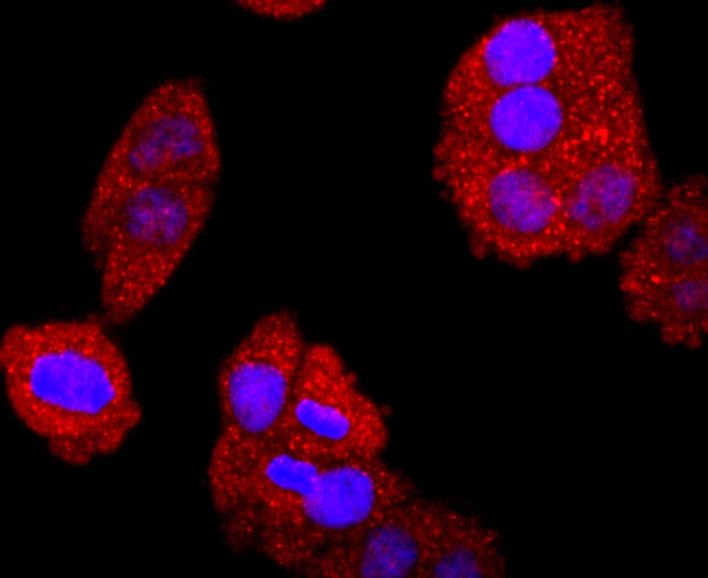 Anti-BCL2 Antibody (4Z465)