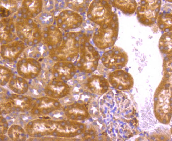 Anti-BCL2A1 Antibody (5Q732)